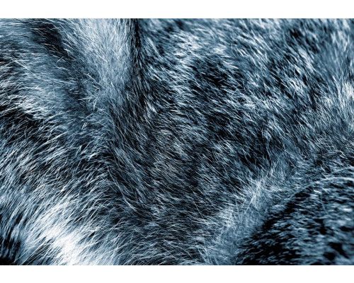 Detailliertes Fell verschiedener Tiere, originalgetreu abgebildet auf dieser weichen Fototapete.
