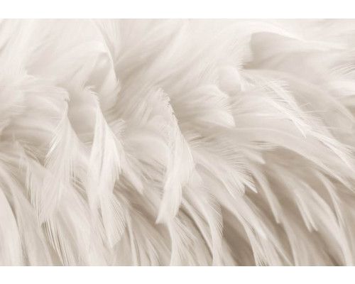 Fototapete mit Federn auf Vliestapete, mit einem weichen und eleganten Look.