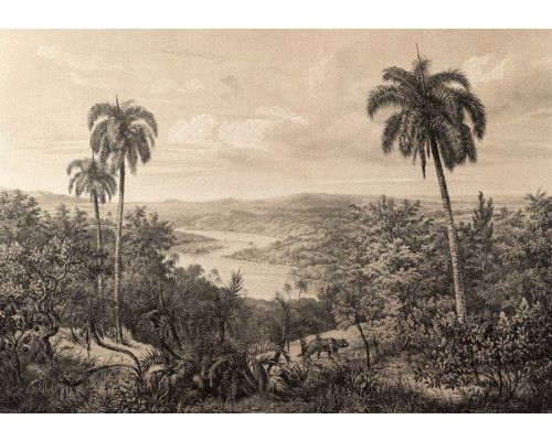 Vintage-Dschungel mit Amazonaspalmen, eingefangen auf dieser tropischen Fototapete mit natürlichem Look.