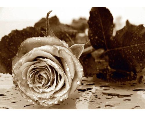 Vintage Rose Fototapete