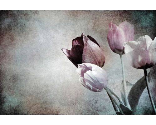 Eine Fototapete mit blühenden Tulpen, wunderschön im botanischen Stil festgehalten.