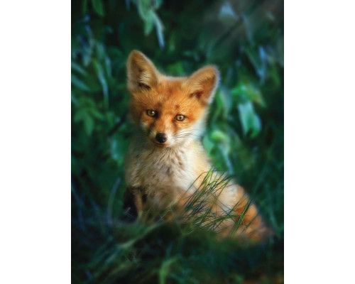 Fototapete eines Fuchses in der Natur, die sich auf das Tier in seinem natürlichen Lebensraum konzentriert.