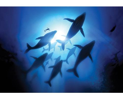 Fototapete mit Walen im Meer, lebensecht und beeindruckend.