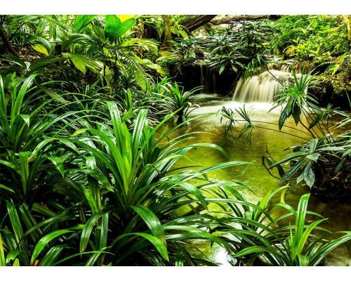 Fototapete eines Wasserfalls zwischen tropischen Grünpflanzen im Dschungel.