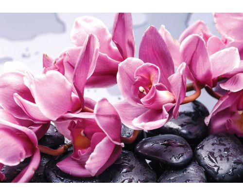 Wellness-Fototapete von einem Spa mit Sauna, Blumen und Steinen.