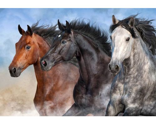 Fototapete von wilden Pferden, die durch eine weite Naturlandschaft galoppieren.