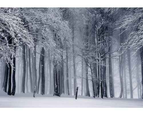 Fototapete eines Winterwaldes mit verschneiten Bäumen, beruhigende Natur.