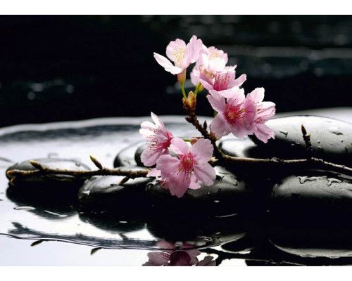 Zen-Steine und Kirschblüte Fototapete