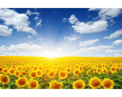 Sonnenblumen im Sonnenlicht, zeigt eine Landschaft von Blumen leuchten in der Sonne, auf Fototapete abgebildet.