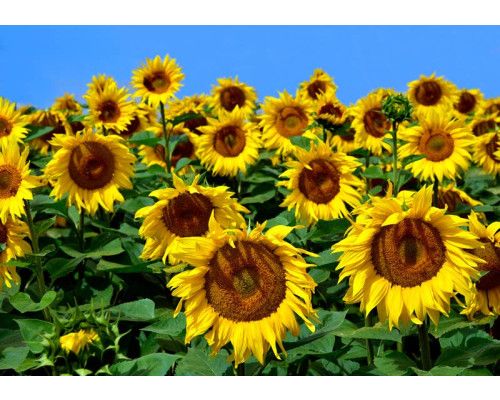 Sonnenblumen Fototapete, Sommerlook.