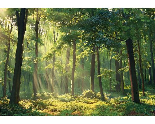 Fototapete mit Sonnenstrahlen, die durch das Blätterdach eines dichten, grünen Waldes scheinen.