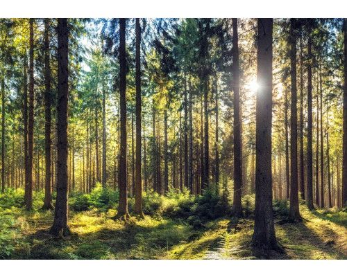 Fototapete mit Sonnenstrahlen, die durch einen dichten Kiefernwald scheinen.