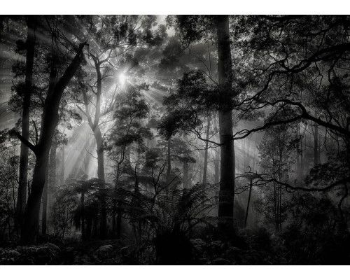 Fototapete Sonnenstrahlen im dunklen Wald