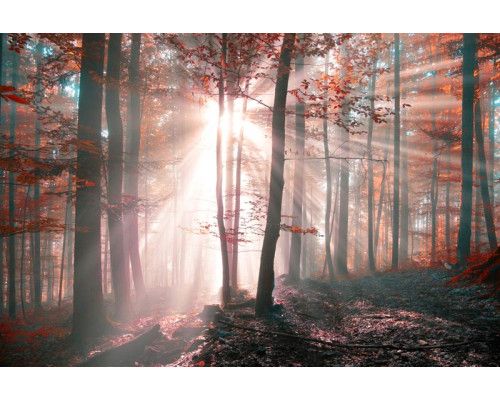 Fototapete mit Sonnenstrahlen, die durch die Bäume eines Herbstwaldes brechen, die eine malerische Naturlandschaft darstellen.