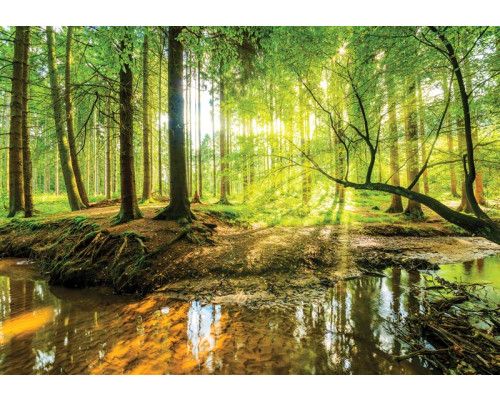 Sonnige Fototapete eines Waldes mit Bäumen und Sonnenstrahlen, die auf einen Fluss scheinen.