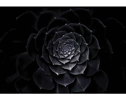 Fototapete eines Gemäldes mit einer schwarzen Blume, künstlerisch und detailliert.