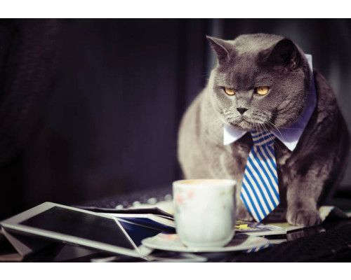 Fototapete von einer schwarzen Katze in Geschäftsmann-Outfit in einer Büroumgebung.