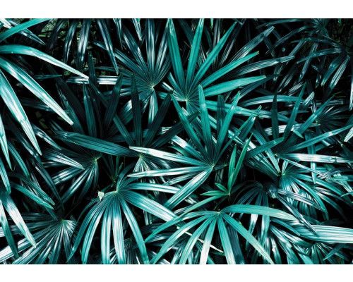 Dschungel-Fototapete mit Blättern, naturgetreu und beruhigend.