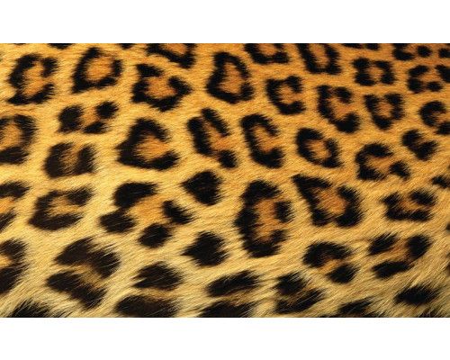 Leoparden-Tapete mit einer detaillierten Darstellung eines Pantherfells, ideal für ein Naturthema.