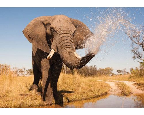 Afrikanischer Elefant auf einer Fototapete, mit einem wilden und kraftvollen Charakter.