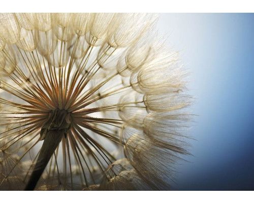 Nahaufnahme Fototapete eines Löwenzahns, Natur im Detail eingefangen.