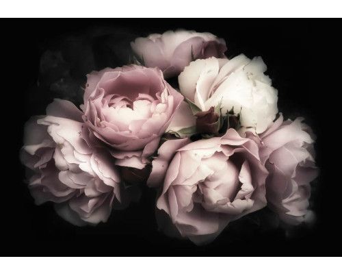 Rosen-Tapete mit einem Blumenstrauß und Pfingstrosen, stimmungsvoll und romantisch.