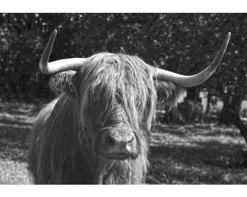 Schottische Highlander in Schwarz-Weiß-Fototapete, Tiere in einer rustikalen Umgebung.