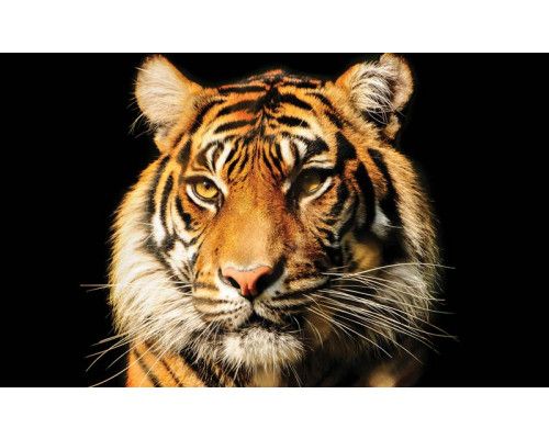 Fototapete Tiger mit Tierprint, eindrucksvoll und kraftvoll.