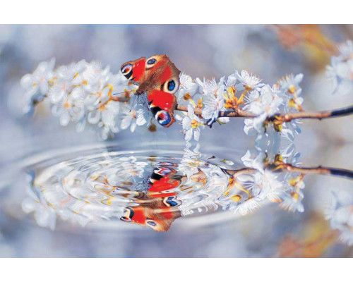 Schmetterling Reflexion Fototapete, mit einer natürlichen Darstellung von Schmetterlingen und Blumen über Wasser.
