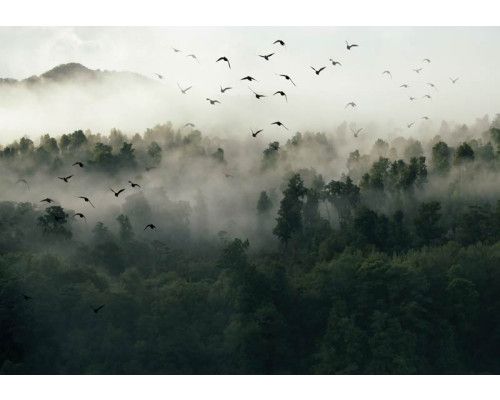 Vögel im Nebel Fototapete mit Wald, Bäumen und einer mystischen Landschaft.