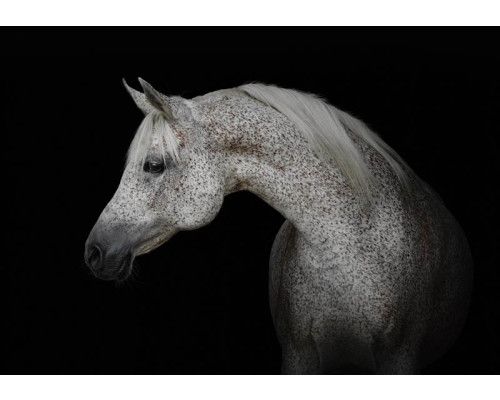 Fototapete von einem weißen Pferd im Schnee, Blumen im Hintergrund.