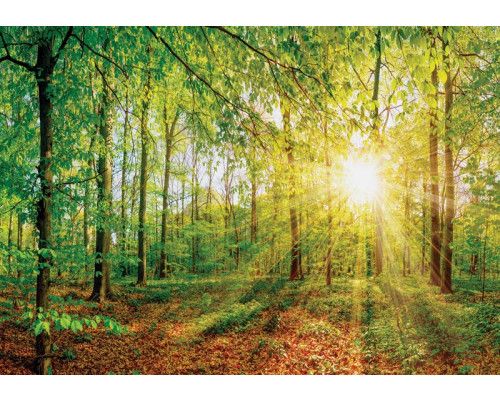 Fototapete eines sonnigen Waldes mit Bäumen und Sonnenstrahlen, die durch die Blätter brechen.