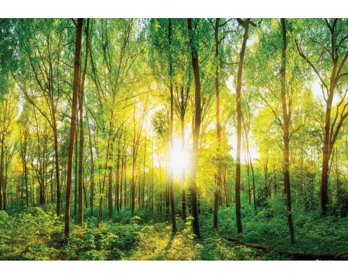 Sonnige Waldfototapete mit dichten Bäumen und goldenen Sonnenstrahlen, die durch das Blätterdach scheinen.