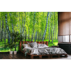 Eine Fototapete mit einem Birkenwald voller hoher Bäume in einer ruhigen Naturumgebung, ideal für ein Schlafzimmer.
