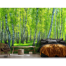 Eine Fototapete mit einem Birkenwald, geeignet für ein Wohnzimmer und ein Schlafzimmer.