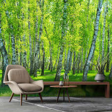 Eine Fototapete mit einem Birkenwald mit einem beruhigenden Look, besonders für ein Wohnzimmer.