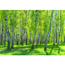 Birken in einem Birkenwald werden auf dieser Natur-Fototapete lebendig, mit der erkennbaren weißen Rinde und grünen Blättern.