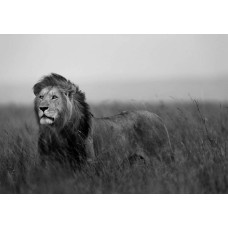 Schwarz-Weiß-Fototapete mit einem Löwen, mit starken Kontrasten für einen dramatischen Effekt.