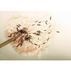 Fototapete mit beige Pferdenblume, sanfte Farben und natürliche Atmosphäre.