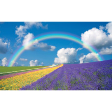 Fototapete Regenbogen-Blumenfeld, mit einer farbenfrohen Darstellung von Blumen und Natur in einer Sommerlandschaft.