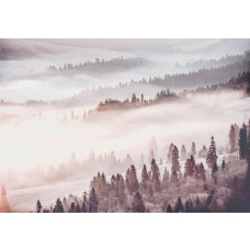 Fototapete mit nebligem Wald und einer Landschaft voller Bäume und Natur.
