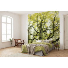 Eine Fototapete mit einem besonderen Baum im Wald, perfekt für einen magischen Look.