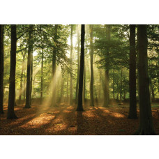 Fototapete eines Waldes bei Sonnenaufgang, mit den Sonnenstrahlen, die durch die Bäume brechen und die Umgebung beleuchten.