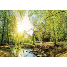 Fototapete mit einer Waldlandschaft mit Bäumen und Sonnenlicht, das durch das Laub scheint.