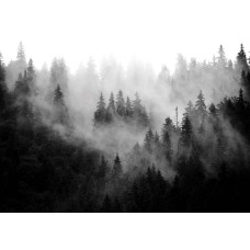 Eine Fototapete einer nebligen Waldlandschaft mit Bäumen und Naturelementen.