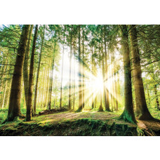 Sonnenuntergang im Wald, Fototapete mit Bäumen und grüner Natur für eine ruhige Atmosphäre.