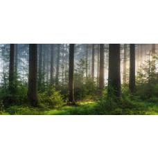 Fototapete mit strahlendem Morgenlicht zwischen hohen Bäumen in einem grünen Wald.
