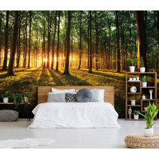 Eine Fototapete eines Waldes mit Sonnenlicht bei Sonnenuntergang und Sonnenaufgang für das Schlafzimmer.