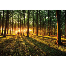 Sonnenlicht durch den Wald mit einem Sonnenuntergang auf Fototapete.