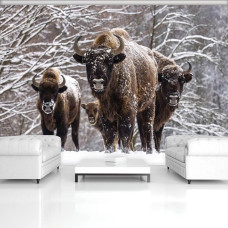 Eine Fototapete von Büffel in einem verschneiten Wald für das Schlafzimmer.